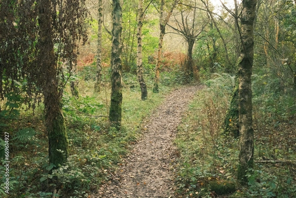 Obraz path in the woods