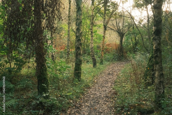 Obraz path in the woods