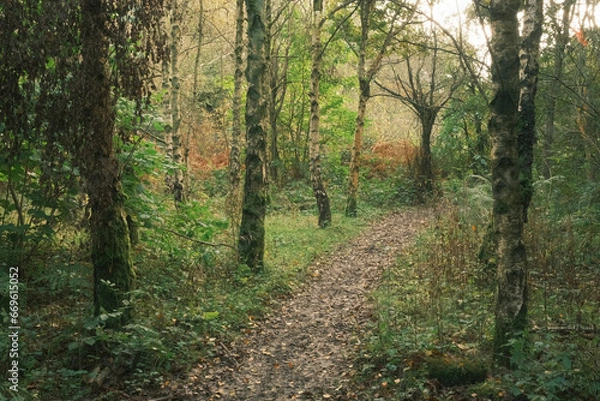 Obraz path in the woods