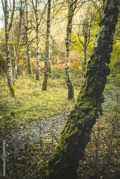 Obraz autumn in the forest