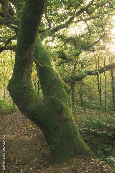 Obraz autumn in the forest