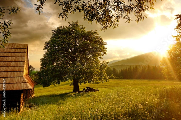 Obraz Lonely tree on a lush meadow next to an old wooden cottage, under a cloudy sky at sunset - Podšíp, Slovakia, Europe - Image