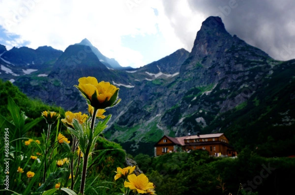 Obraz Vibrant yellow flowers amidst rocky mountains High Tatras, with mountain hut Chata pri Zelenom plese in the background - Slovakia, Europe