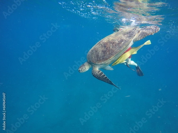 Obraz green turtle chelonia mydas gentle giant
