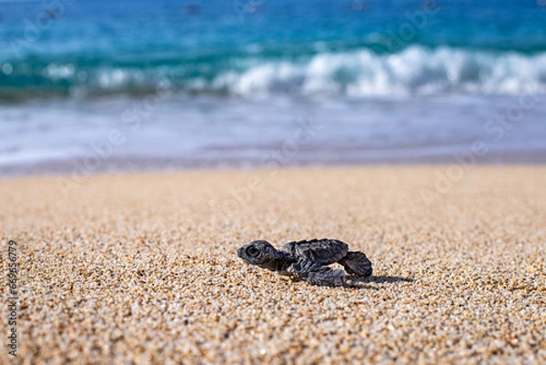 Fototapeta A baby sea turtle ( caretta caretta ) died on the sands because of plastic pollution. A sea turtle can not reach the sea after hatch from egg. 