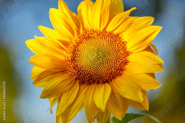 Obraz sunflower on a sky