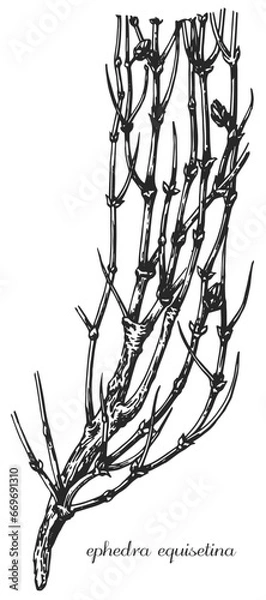 Fototapeta Ephedra, ephedra equisetina. Botanical illustration of ephedra. Monochrome ephedra, black and white ephedra hand drawing, ephedra sketch.