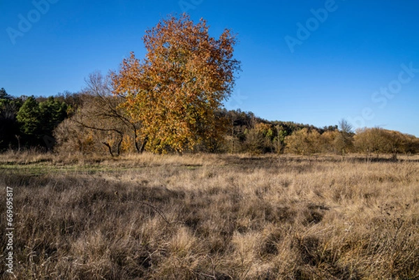 Obraz trees in the autumn