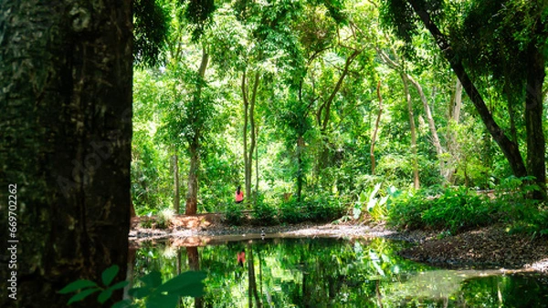 Obraz sun in the forest