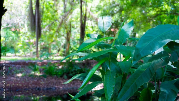 Obraz rain forest tree green