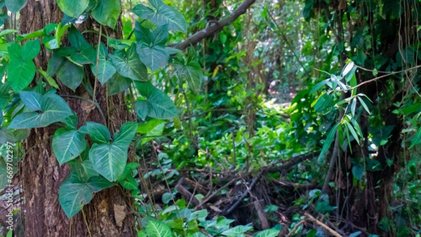 Obraz leaves in a tree