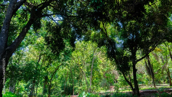 Obraz trees in the park