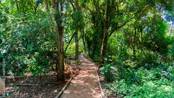 Obraz path in the forest