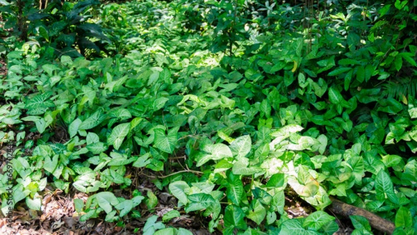 Obraz green leaves background