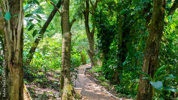 Obraz path in the forest