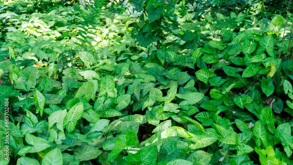 Obraz green leaves background