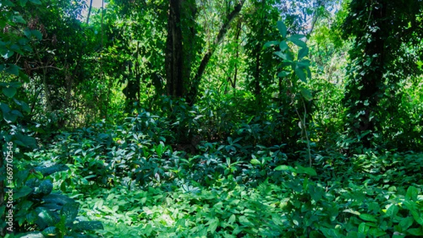 Obraz green forest background