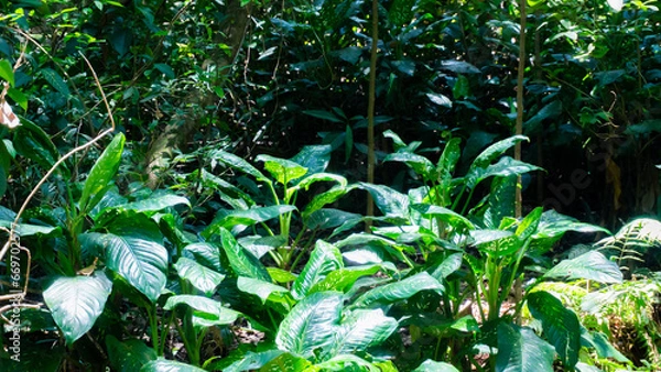 Obraz water drops on the grass