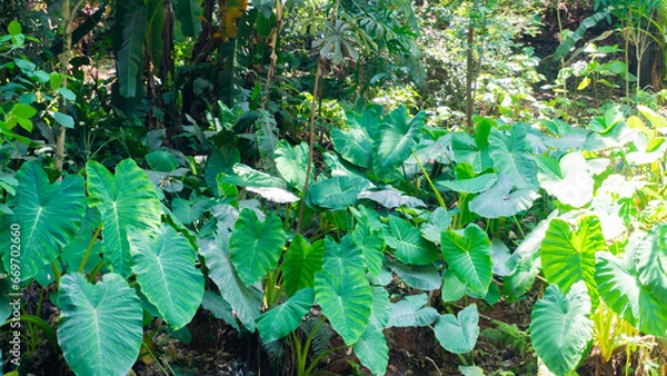 Obraz green leaves background