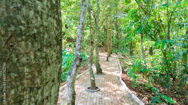 Obraz path forest trees wallpaper