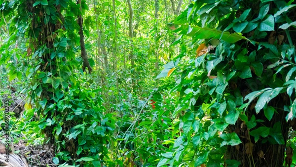 Obraz green leaves background