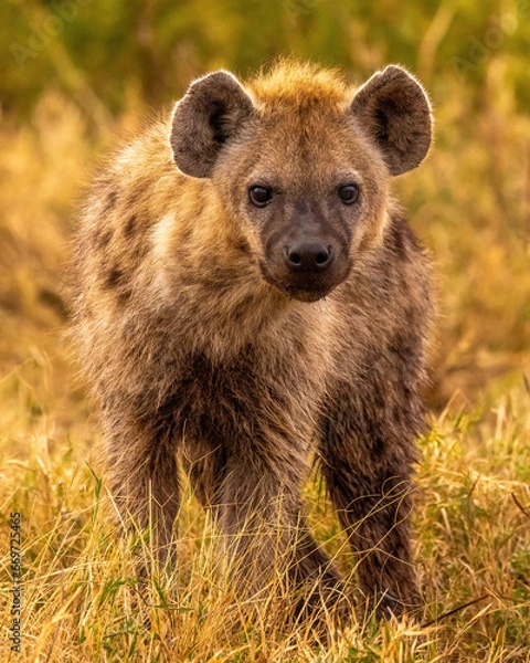 Obraz Spotted Hyena 
