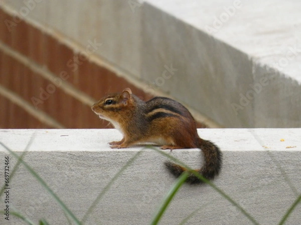 Fototapeta squirrel on a bench