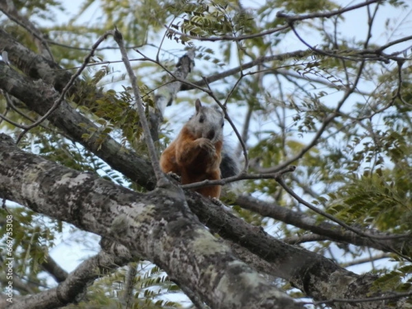 Obraz squirrel on a tree