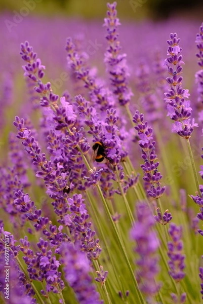Fototapeta Close up of lavender and bee is flying around. High quality vertical foto