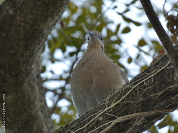 Fototapeta pigeon on tree