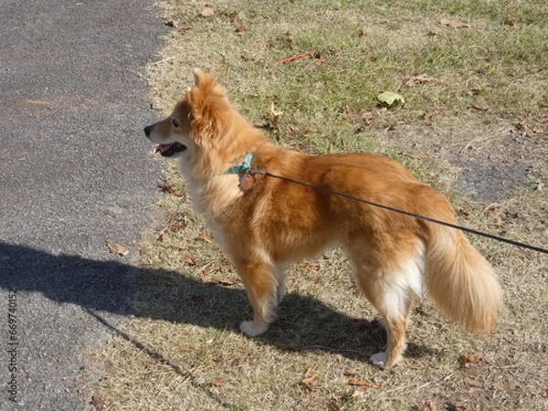 Fototapeta border collie dog