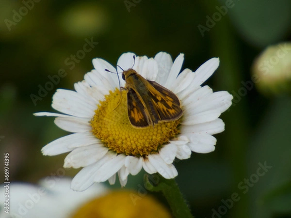 Fototapeta moth on flower