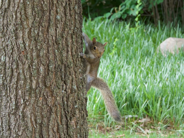 Fototapeta squirrel on a tree