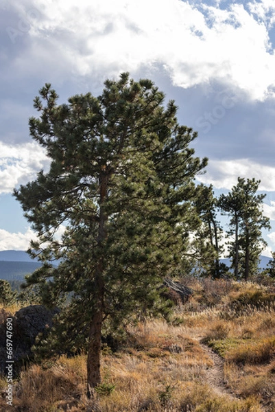Fototapeta Forest Outside of Boulder Colorado