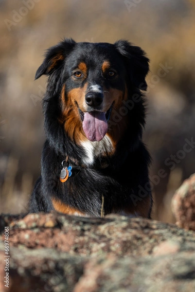 Fototapeta Boulder Colorado Open Space Mountain Parks Dog Tag, Hiking With Dogs Boulder Colorado