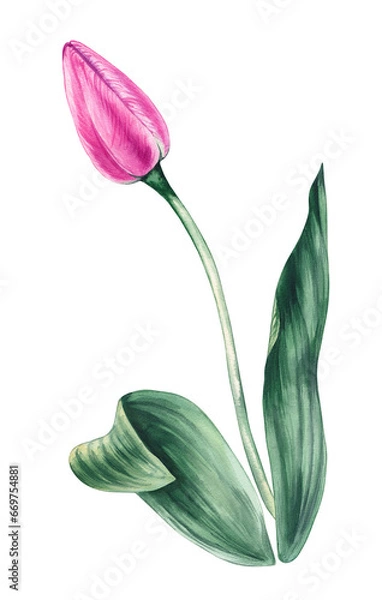 Fototapeta Watercolor pink tulip