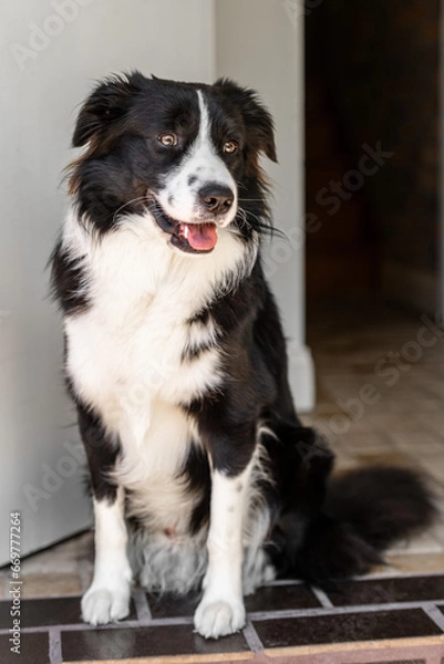 Fototapeta Close up portrait of beautiful Border Collie male puppy