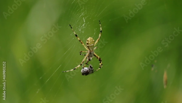 Fototapeta Araña comiendo
