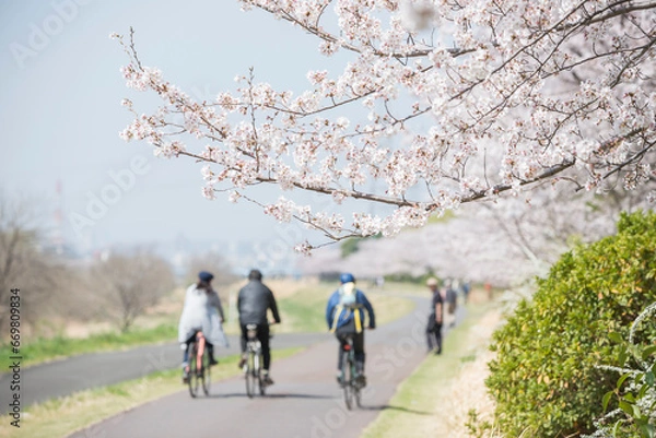 Fototapeta 多摩川と桜とサイクリング