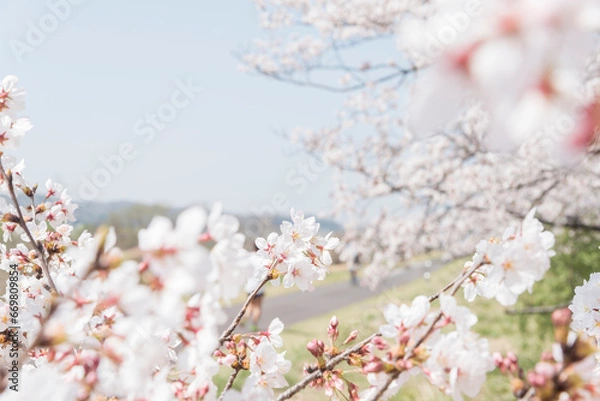 Obraz 府中市の多摩川と桜