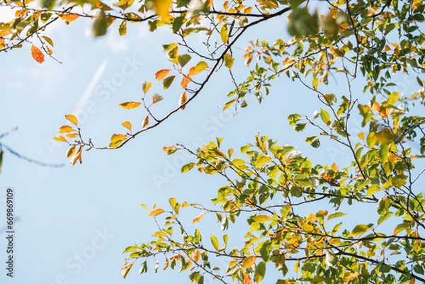 Obraz 秋の日差しを浴びる、鮮やかな紅葉