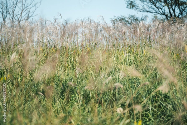 Obraz 秋の日差しを浴びて揺れるススキ