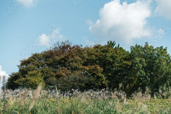 Obraz 鮮やかな紅葉と青空