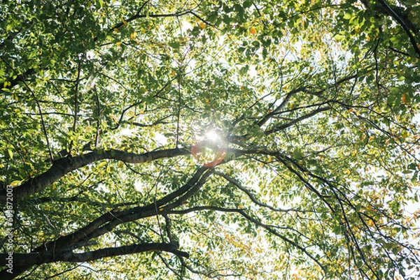 Obraz 秋の日差しを浴びる、鮮やかな紅葉