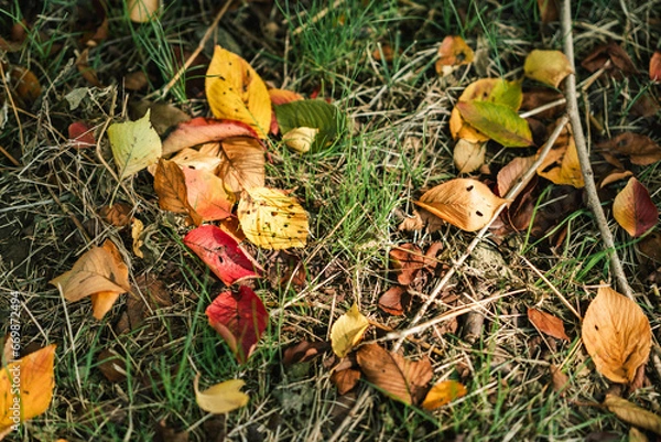Obraz 芝の上に落ちた紅葉