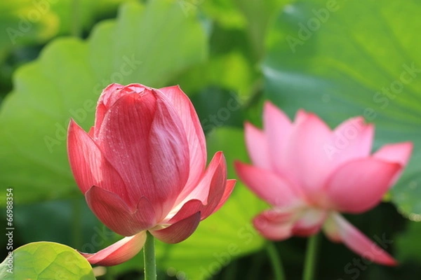 Fototapeta Lotus flowers