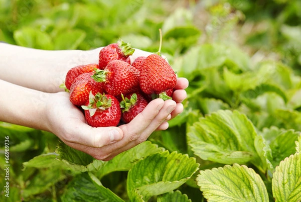 Obraz erdbeeren