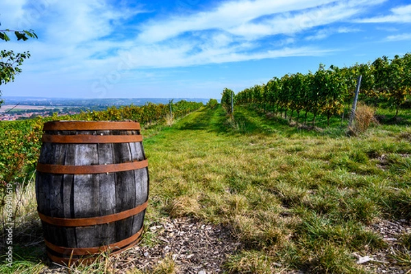 Obraz Weinfass im Weinberg