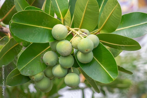 Obraz Closeup raw green ball fruits of Alexandrian laurel, Indian laurel, Laurel wood, Berneo mahogany (Calophyllum Inophyllum) with green leaves in tropical garden