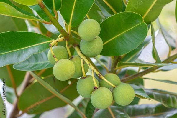 Fototapeta Closeup raw green ball fruits of Alexandrian laurel, Indian laurel, Laurel wood, Berneo mahogany (Calophyllum Inophyllum) with green leaves in tropical garden